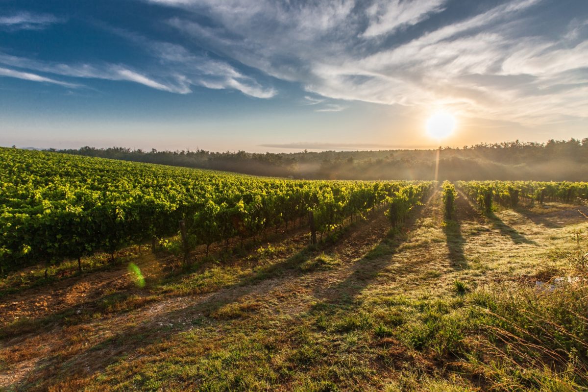 The vineyards
