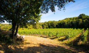 I vigneti della cantina manconi