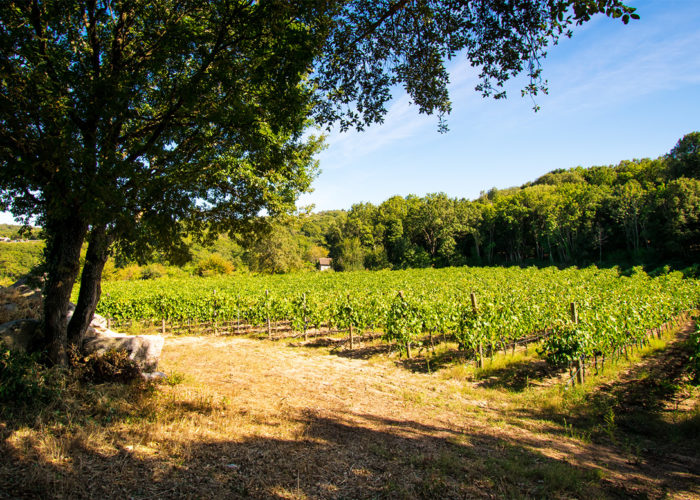 Il Vermentino e la Gallura