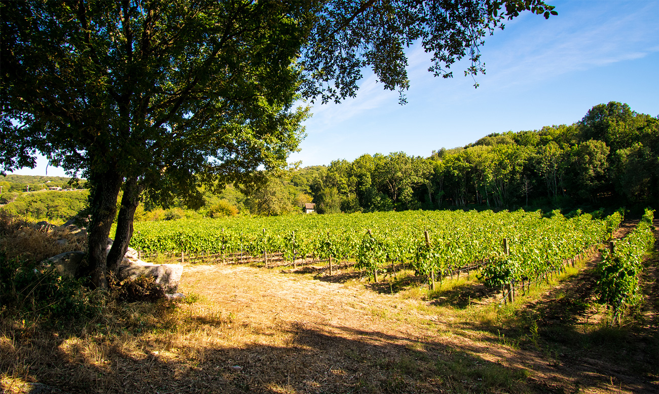 vini cantina manconi