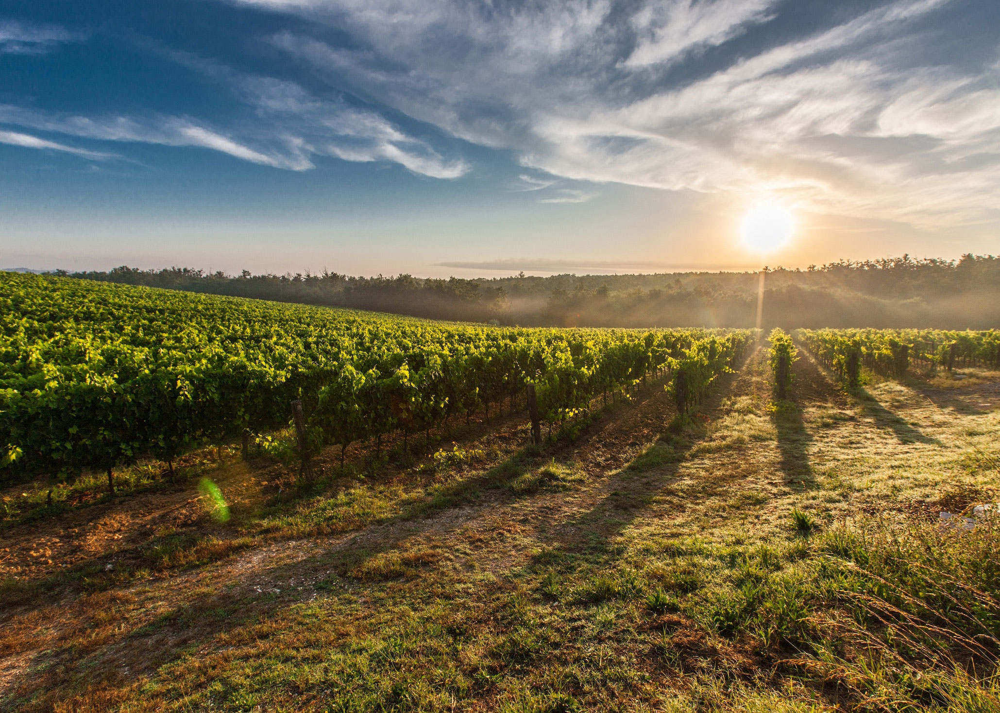 The vineyards